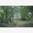 Forêt  Saint Philbert du Peuple